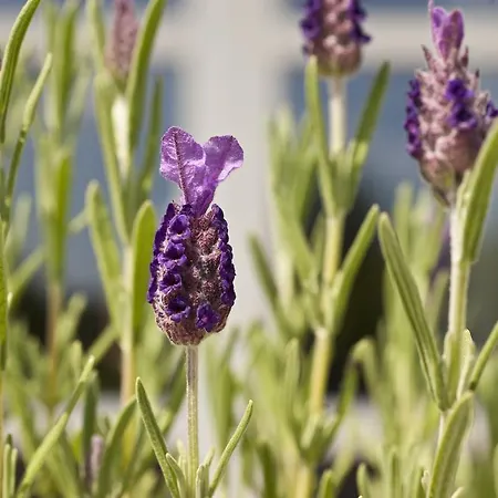 Σπίτι διακοπών 